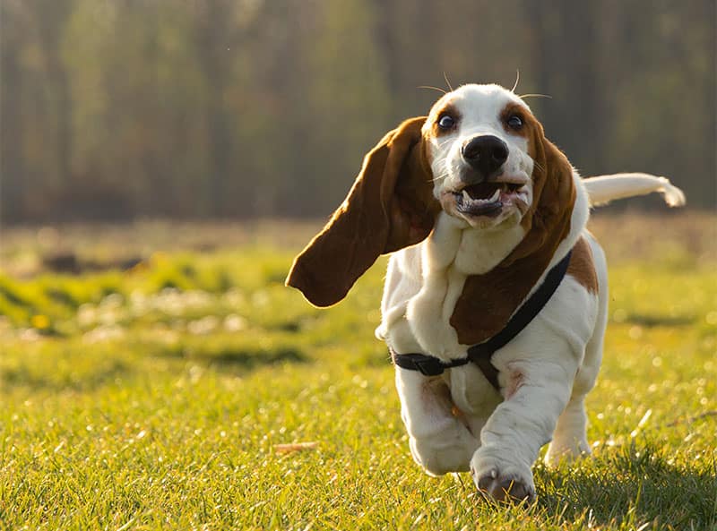 Hundefoder til overvægtige hunde MÆT Pets