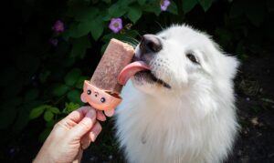 hundeis - hjemmelavet is til hunde