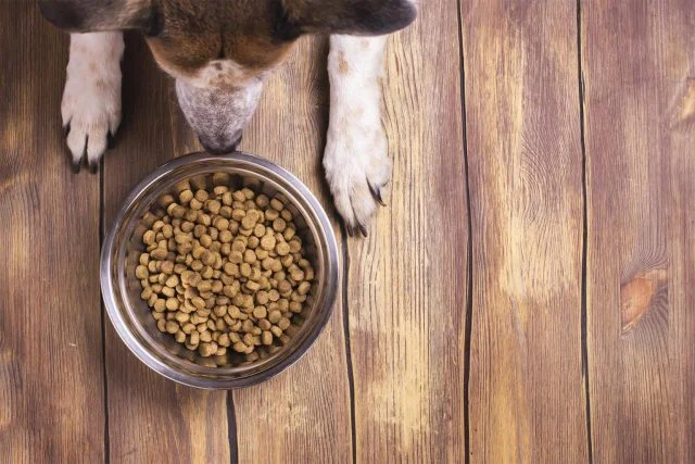 vil | Guide: Find det bedste hundefoder til kræsne hunde