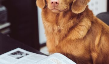 Gratis e-bok om valpträning och hundträning – tips och tricks