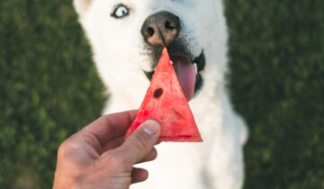 Hva kan hunder ikke tåle å spise – Og hva har de lov til å spise?