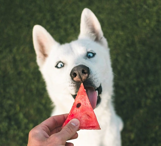 Niende Blive opmærksom Humanistisk Hvad kan hunde ikke tåle at spise - Og hvad må de gerne?