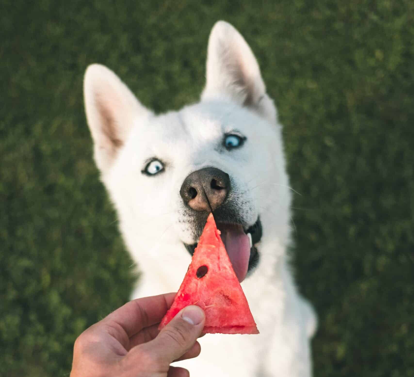 Hvad kan hunde ikke tåle at spise hvad må de gerne?