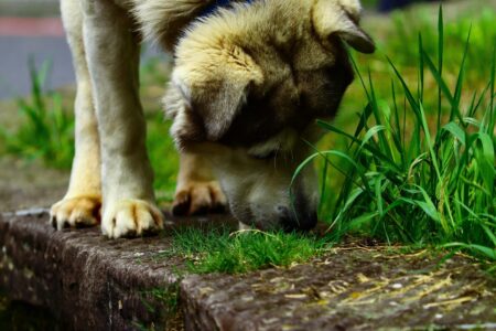 Hvorfor spiser hunde græs