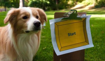 Rally obedience – a fun dog sport!