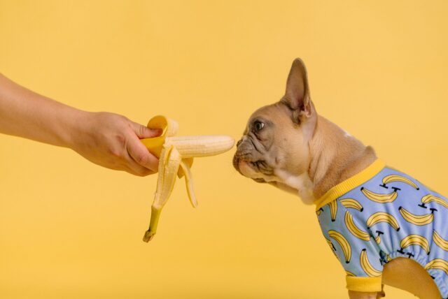 kan hunde tåle banan