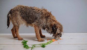 Må hunde få gulerødder? Kan de virkelig tåle dem?