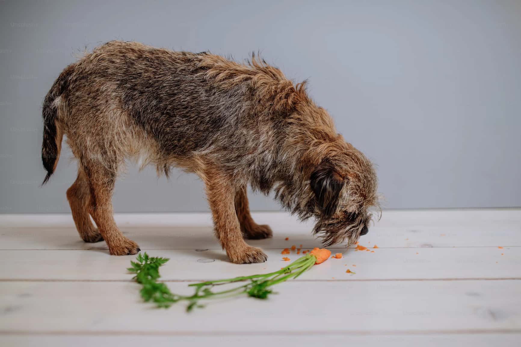 privilegeret Ved komme ud for Må hunde få gulerødder? Kan de virkelig tåle dem? | MÆT