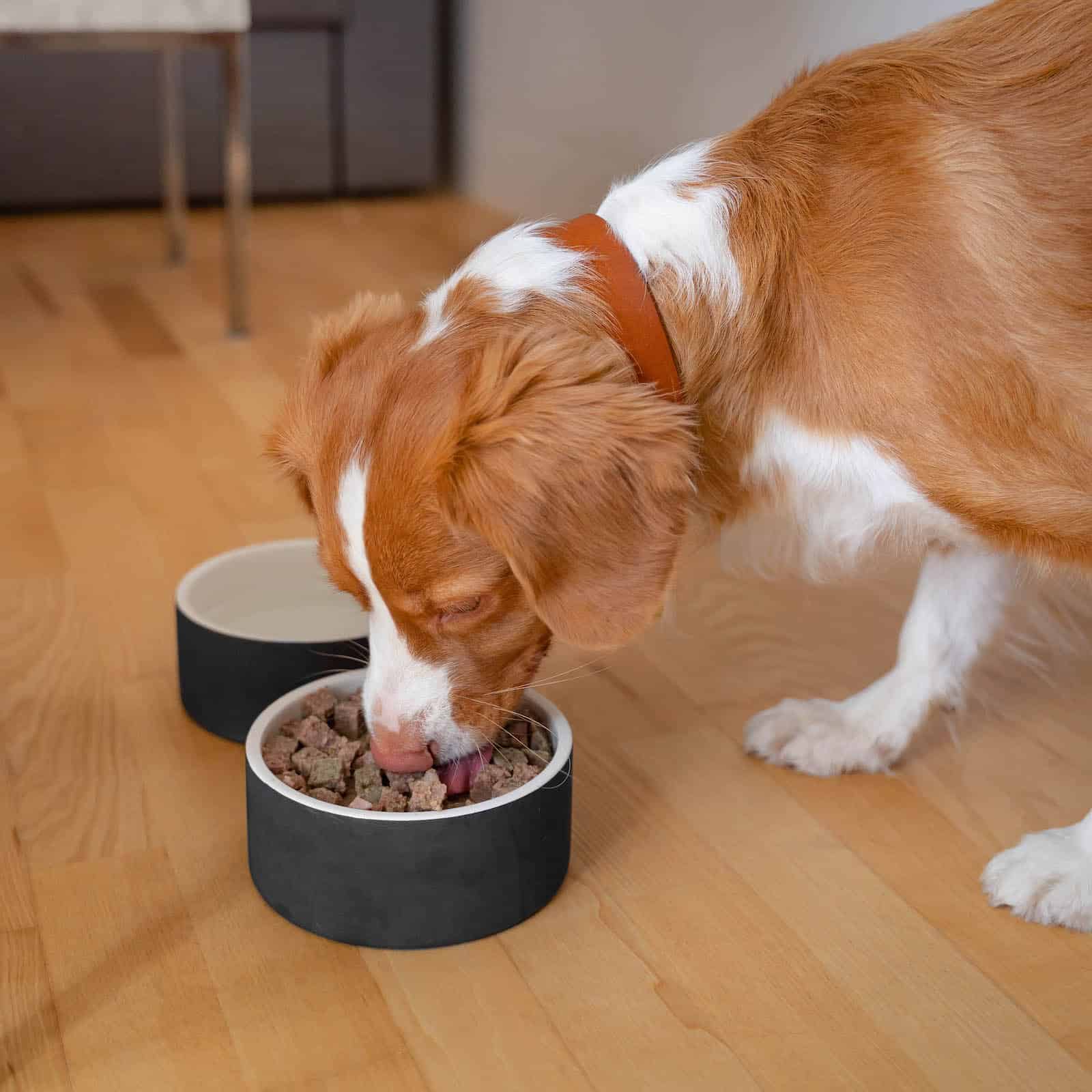 Freja spiser af en keramik hundeskål