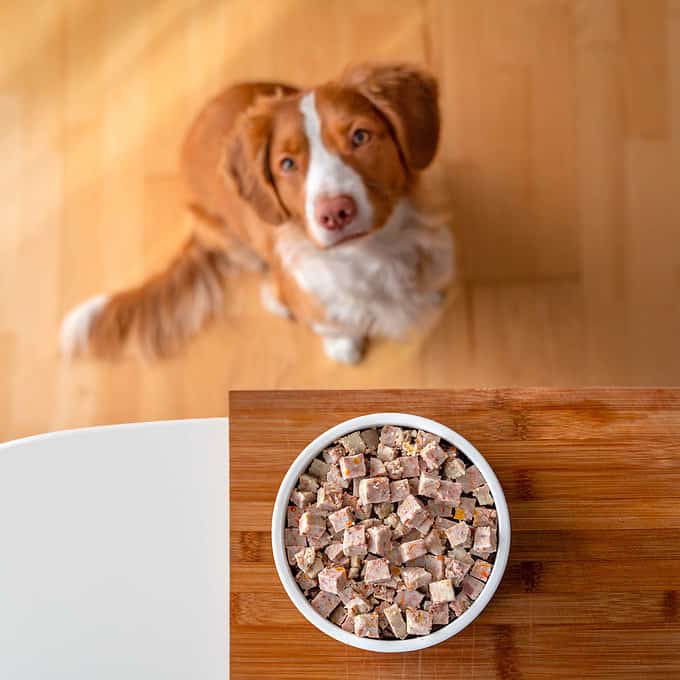 Hundskål i keramik på stativ eller matta