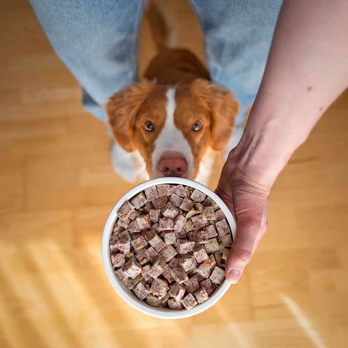 Hundskål i keramik på stativ eller matta