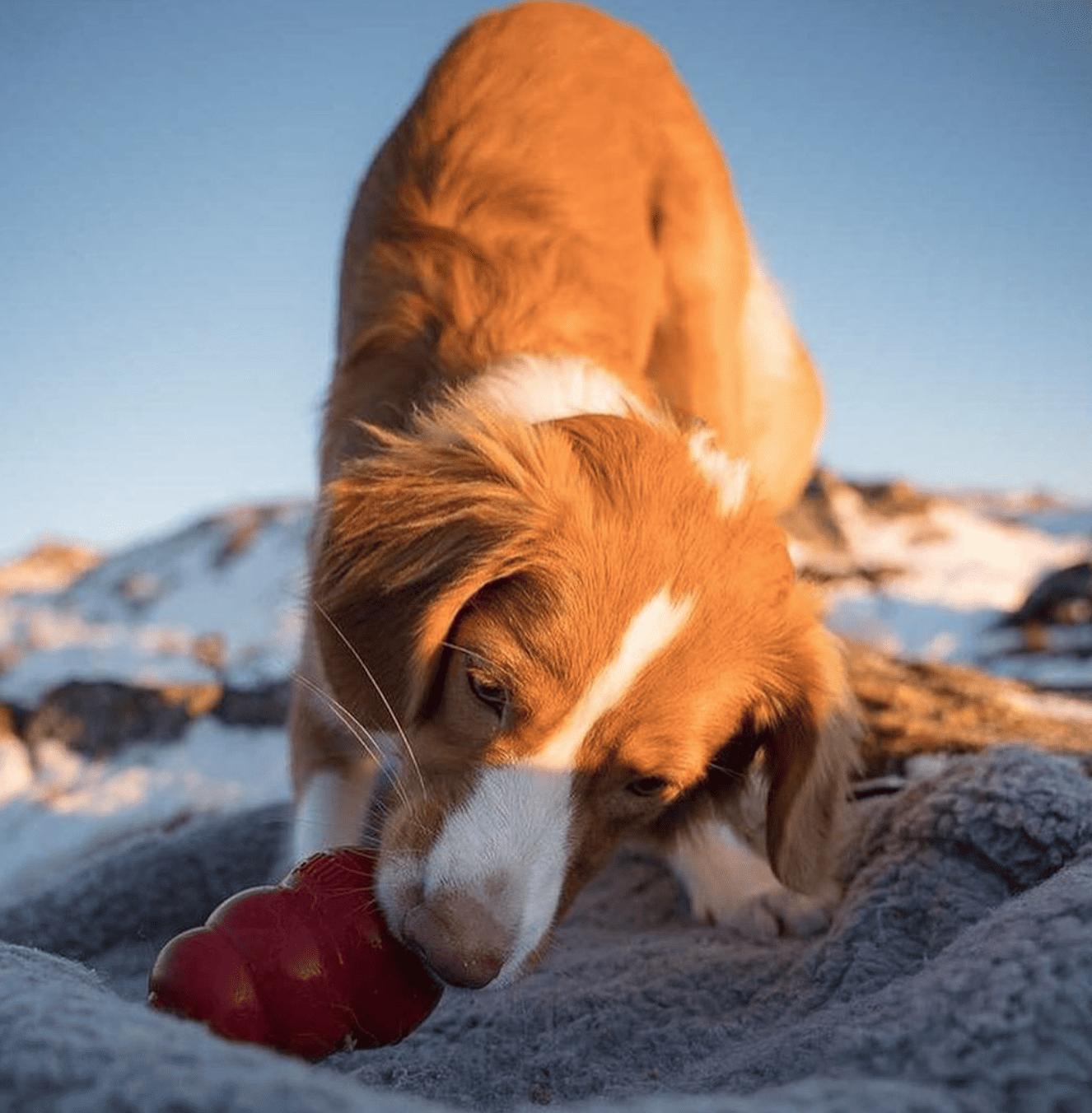 King Hundespielzeug Aktive Ernährung MÆT Pets