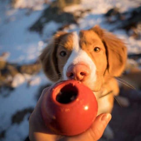 King Dog Toys fyllda med MÆT pets