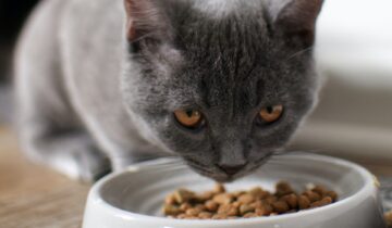 Er der nogle fordele ved kornfri kattefoder