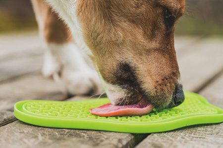 Lickimat's Aktivität gemessener Hund