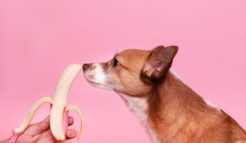 Bananer til hunde: En nærende godbid eller en potentiel sundhedsrisiko?