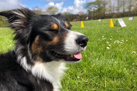 Maddy rally hund