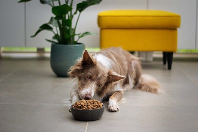 Forstå hvorfor din hund vil ikke spise tørfoder - MÆT Pets