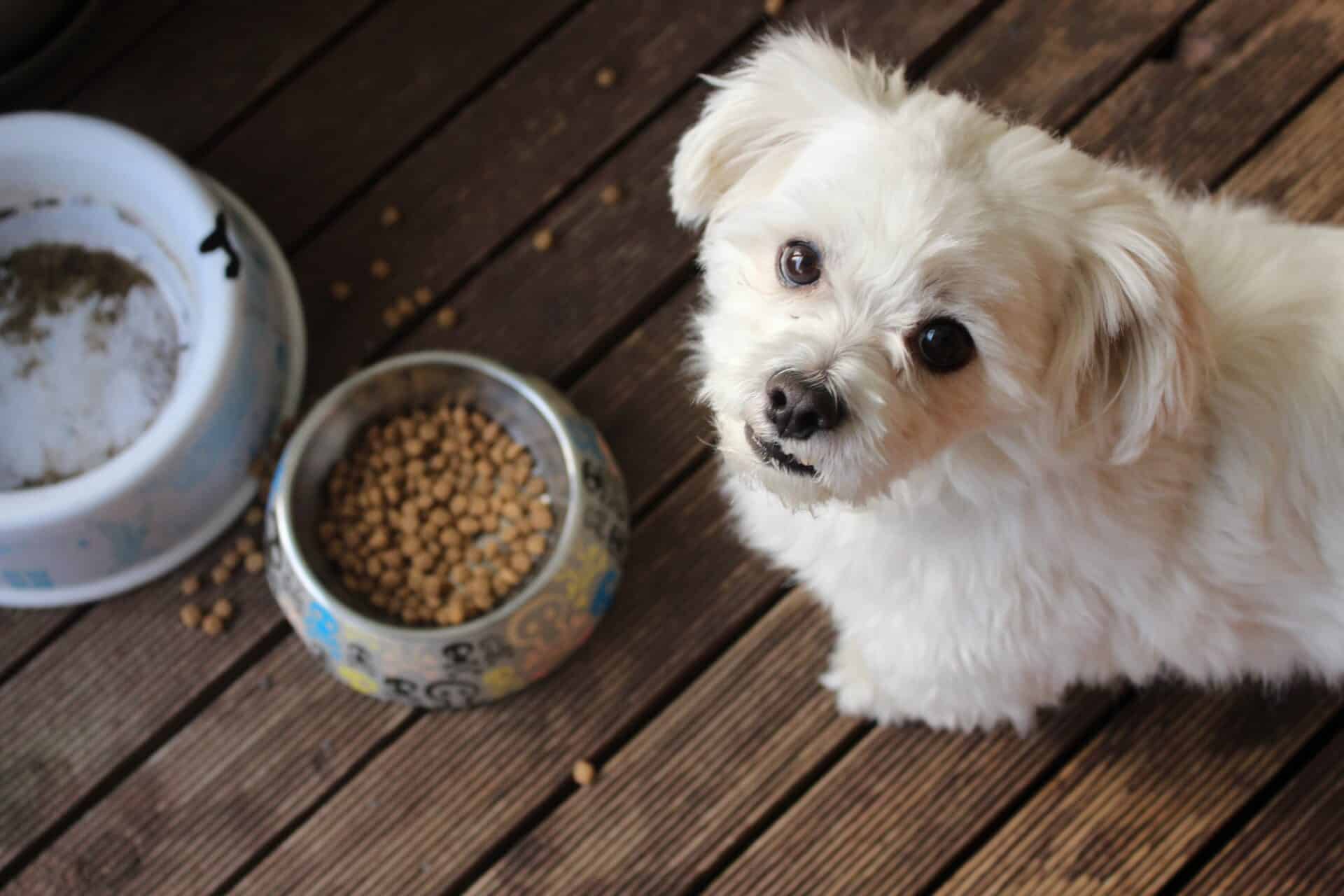 Min hund vil ikke spise tørfoder - MÆT Pets