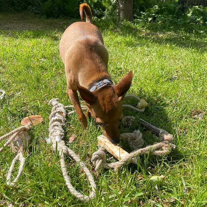 Hjortebid - Et naturligt bidelegetøj