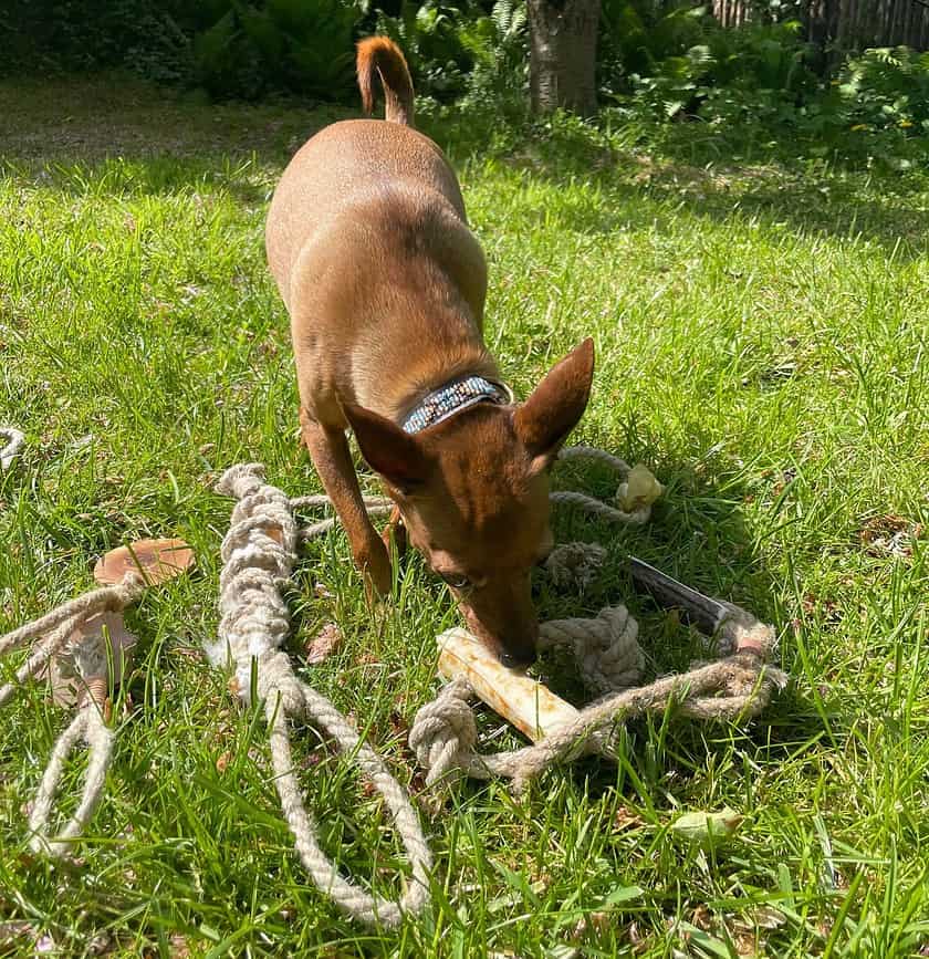 Hund Nyder Naturligt Bidelegetøj - Ringbid med Oksehud og Hampereb fra MÆT Pets