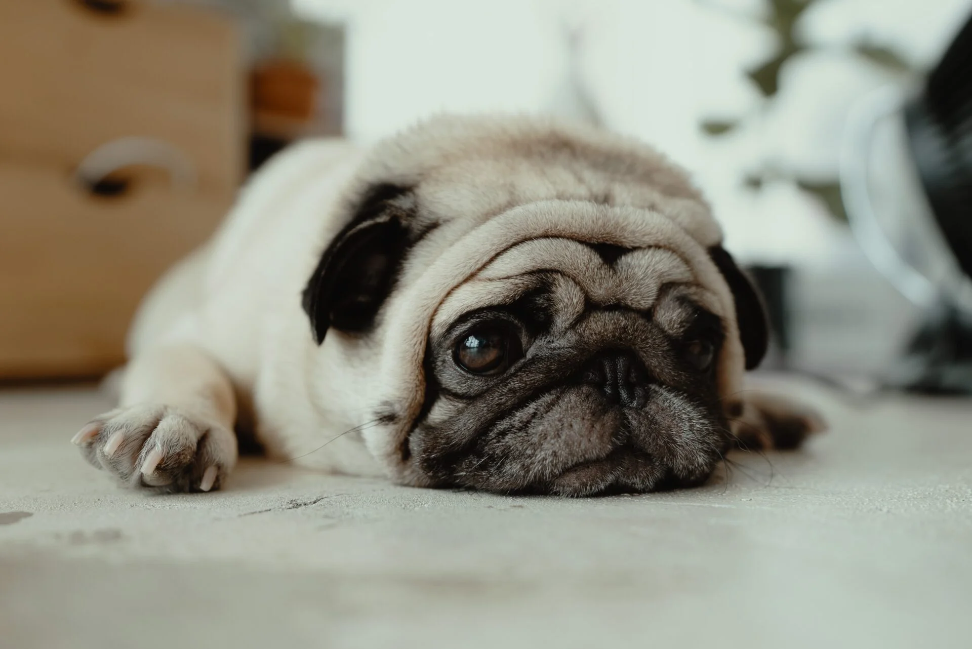 Ti grill større Øjenbetændelse hos hunde: Symptomer og behandling | MÆT
