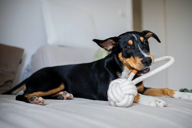 Hundelegetøj af reb, et godt valg til et holdbart legetøj, der kan holde længere og give din hund langvarig glæde