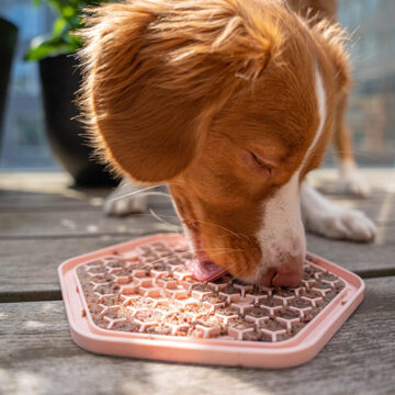 dog licking mat LickiMat MAET Pets