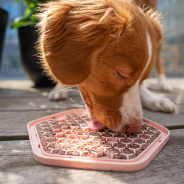 Licking mat hund LickiMat MÖT Husdjur