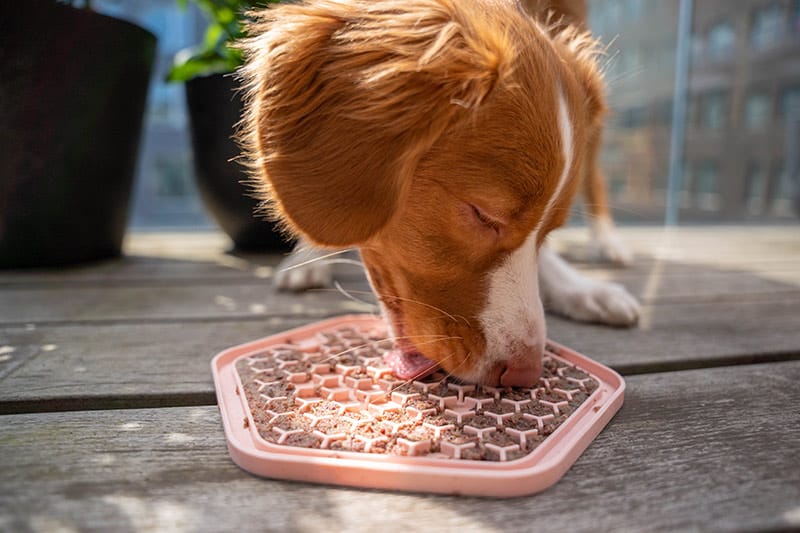 Licking mat hund LickiMat MÖT Husdjur