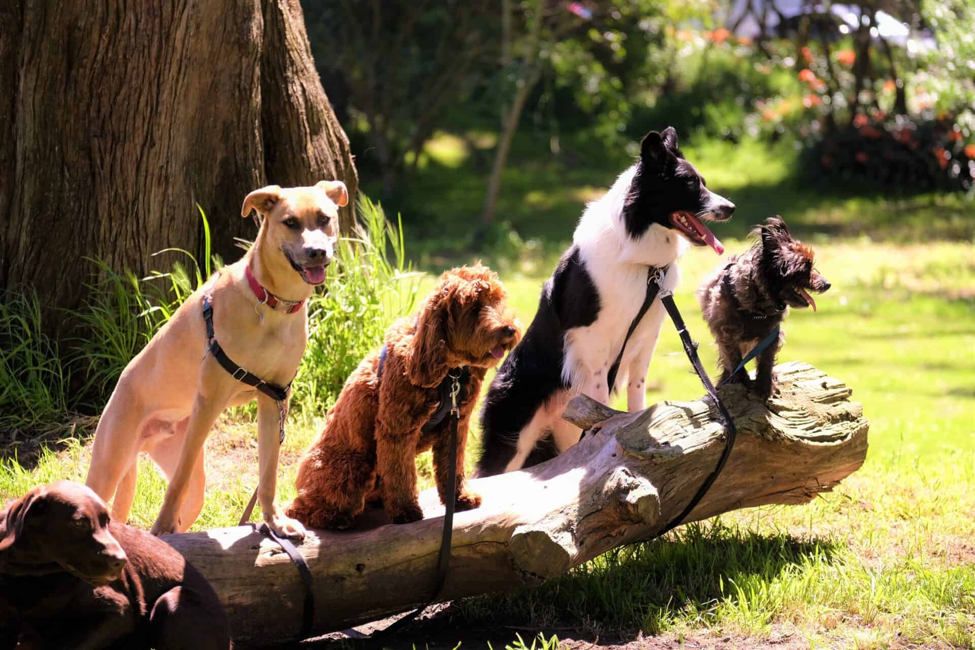Bedøvelsesmiddel karton Squeak Top 10 Store hunderacer for familier | MÆT