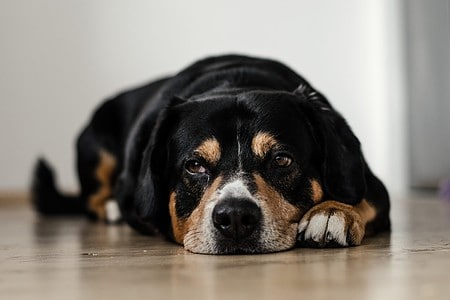 tegn på hunden er syg