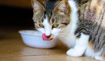 Vådfoder katte vil elske at spise