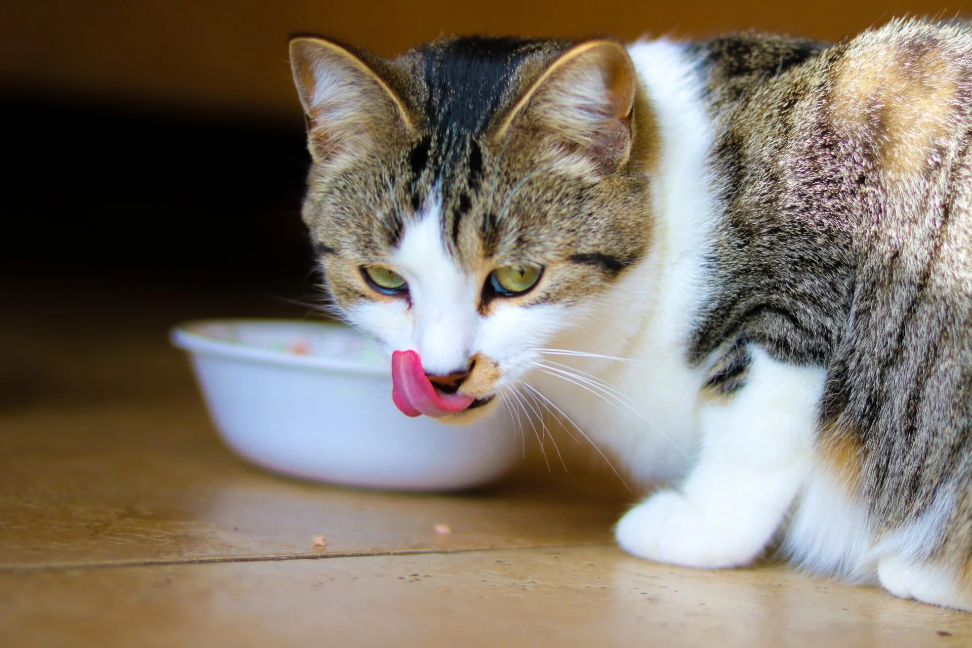 Vådfoder katte elske at spise | MÆT