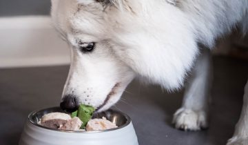 Är våtfoder för hundar det bästa fodret?