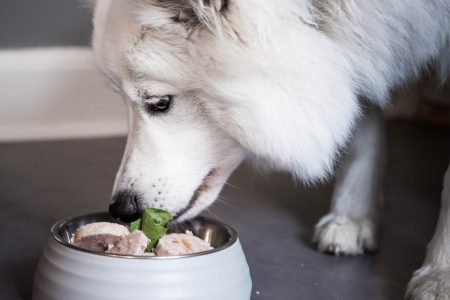 Nassfutter für Hunde